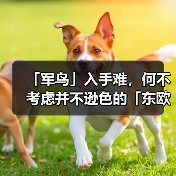 「军鸟」入手难，何不考虑并不逊色的「东欧军鸟」Tilak（图1）